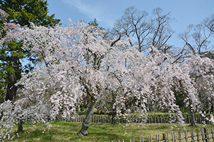 京都御苑の桜4